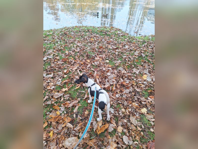 Foxterrier