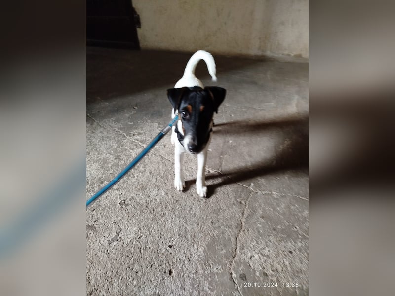 Foxterrier