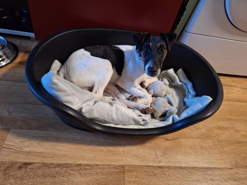 Foxterrier