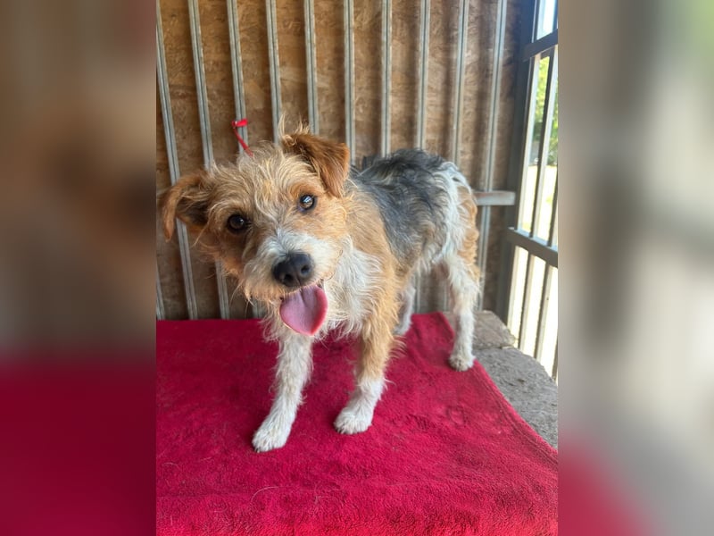 Figo, Foxterrier-Mix, Rüde, geb. am 01.01.2024, 40 cm