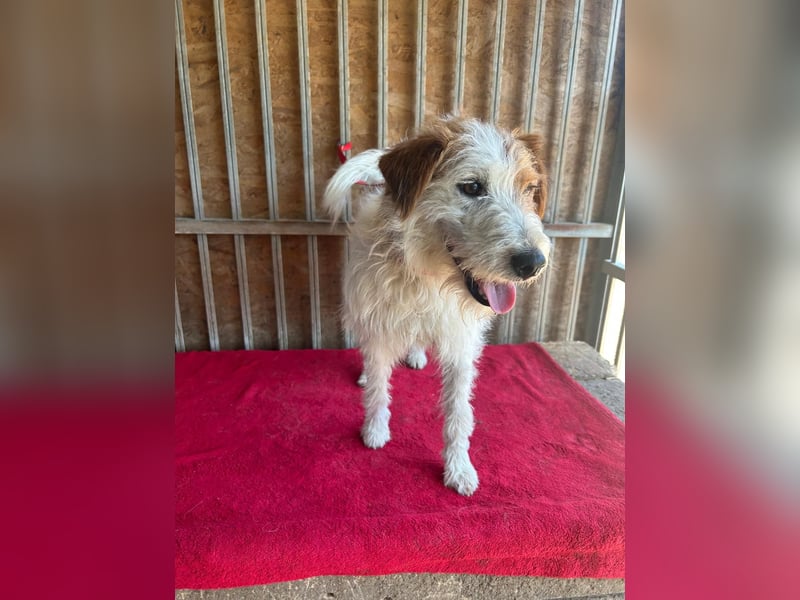 Fredi, Foxterrier-Mix, Rüde, geb. am 01.01.2024, 42 cm
