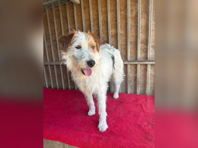 Fredi, Foxterrier-Mix, Rüde, geb. am 01.01.2024, 42 cm