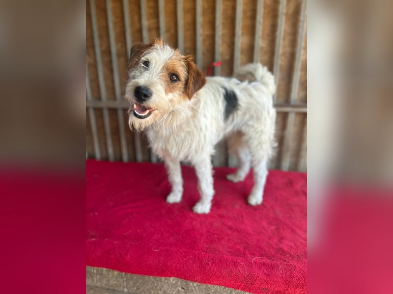 Fredi, Foxterrier-Mix, Rüde, geb. am 01.01.2024, 42 cm