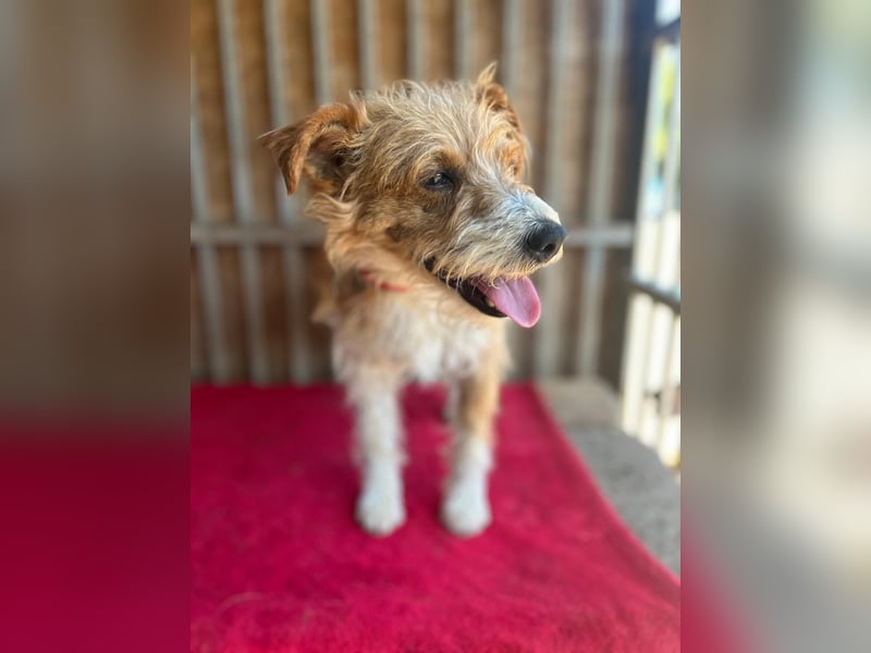 Figo, Foxterrier-Mix, Rüde, geb. am 01.01.2024, 40 cm