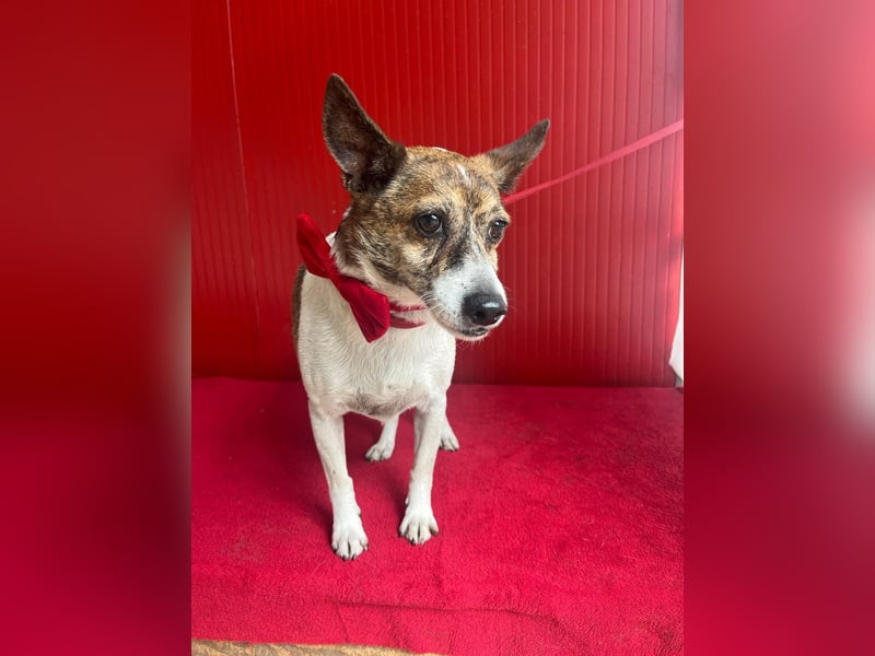Trüffy, Foxterrier-Mix, Rüde, geb. am 26.09.2018, 30 cm, 9 kg