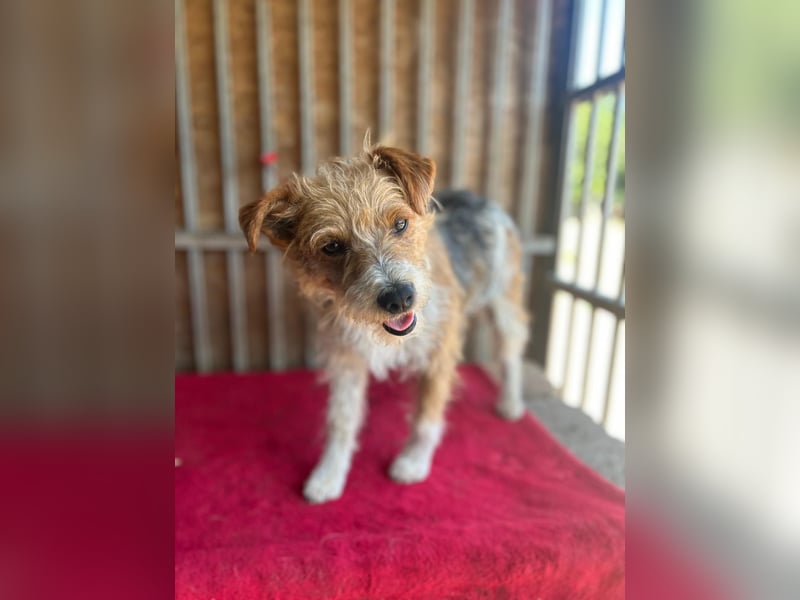 Figo, Foxterrier-Mix, Rüde, geb. am 01.01.2024, 40 cm