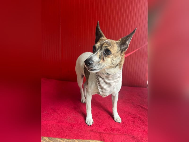Trüffy, Foxterrier-Mix, Rüde, geb. am 26.09.2018, 30 cm, 9 kg