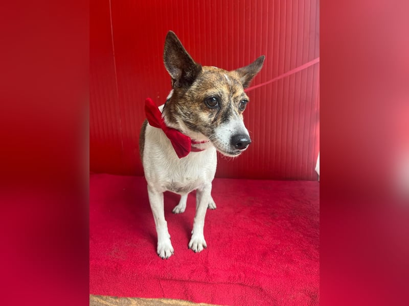 Trüffy, Foxterrier-Mix, Rüde, geb. am 26.09.2018, 30 cm, 9 kg