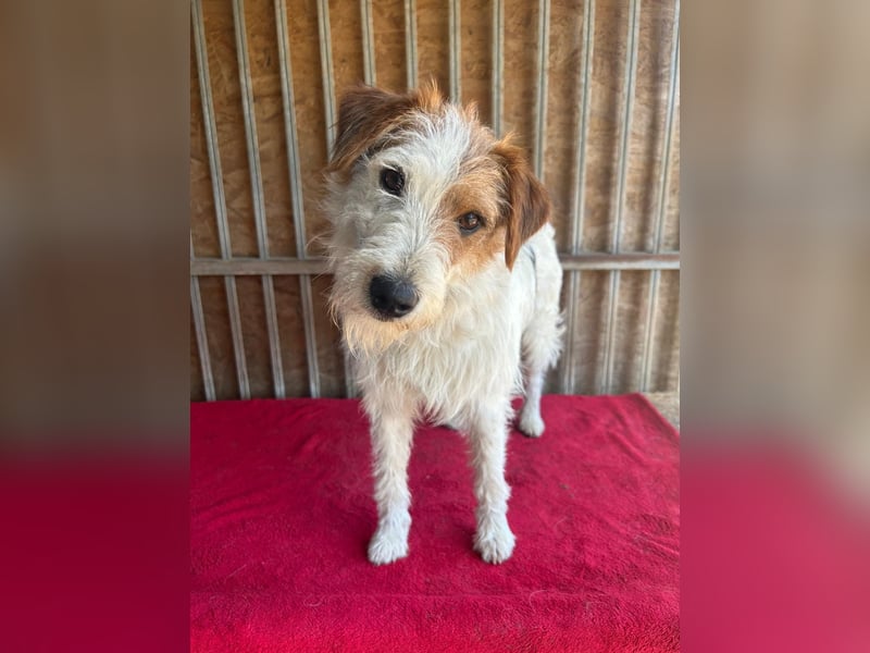 Fredi, Foxterrier-Mix, Rüde, geb. am 01.01.2024, 42 cm