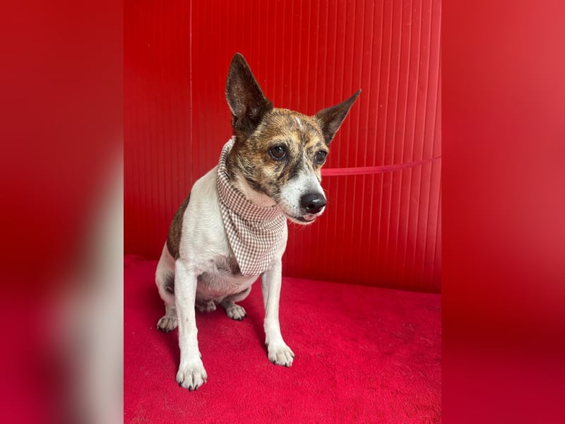 Trüffy, Foxterrier-Mix, Rüde, geb. am 26.09.2018, 30 cm, 9 kg