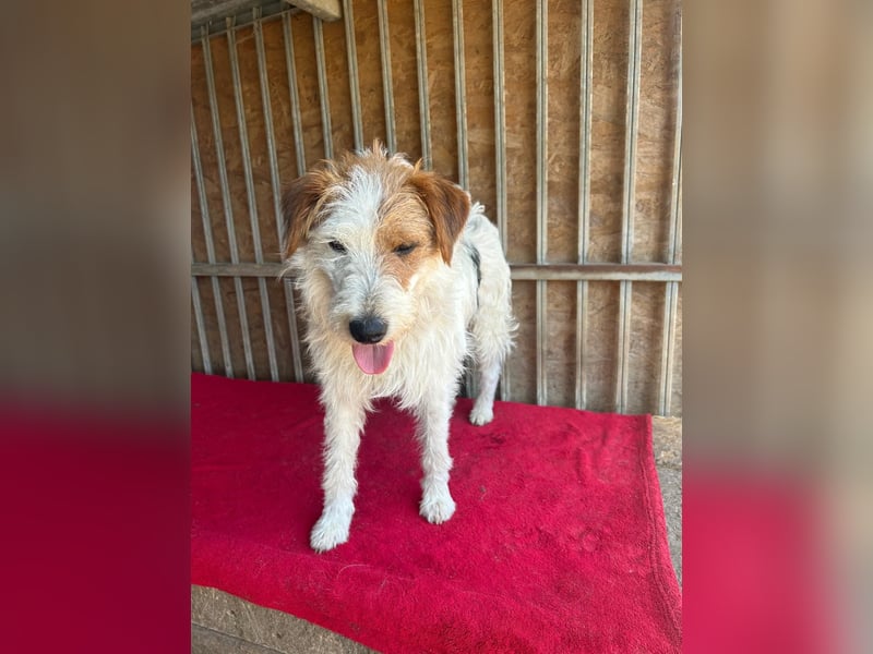 Fredi, Foxterrier-Mix, Rüde, geb. am 01.01.2024, 42 cm