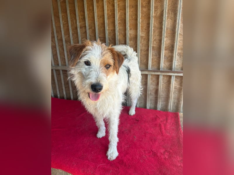 Fredi, Foxterrier-Mix, Rüde, geb. am 01.01.2024, 42 cm