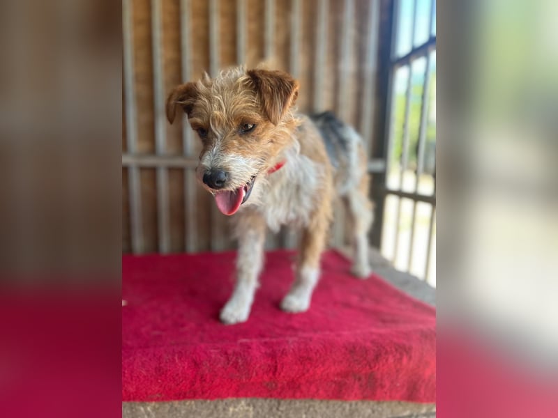Figo, Foxterrier-Mix, Rüde, geb. am 01.01.2024, 40 cm