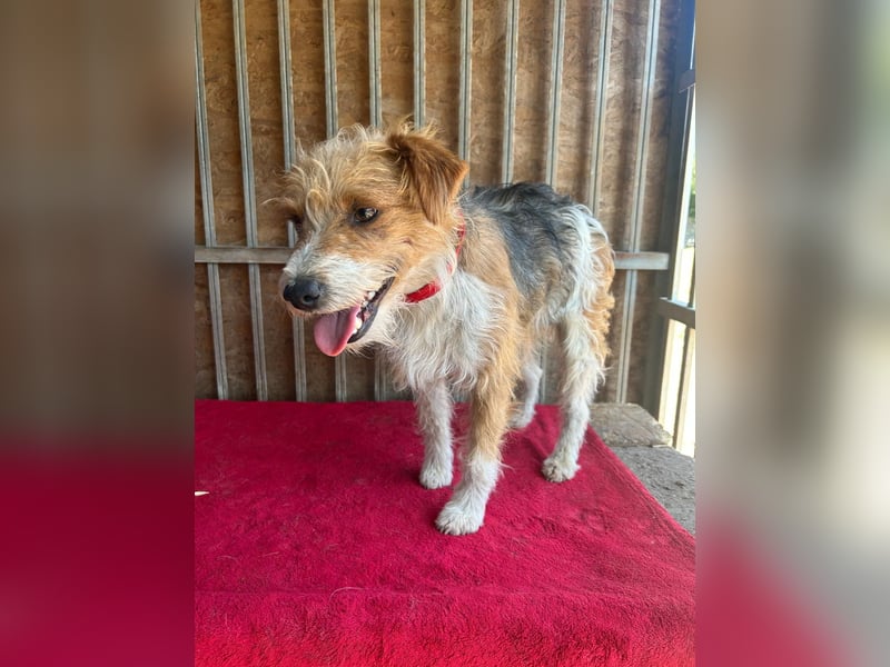 Figo, Foxterrier-Mix, Rüde, geb. am 01.01.2024, 40 cm