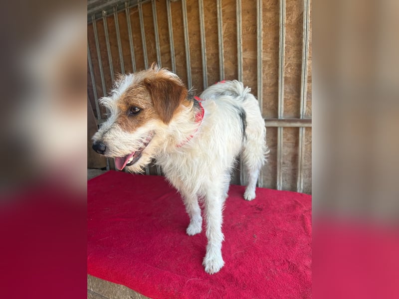 Fredi, Foxterrier-Mix, Rüde, geb. am 01.01.2024, 42 cm