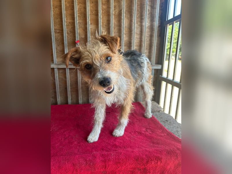 Figo, Foxterrier-Mix, Rüde, geb. am 01.01.2024, 40 cm