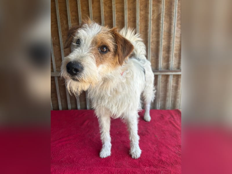 Fredi, Foxterrier-Mix, Rüde, geb. am 01.01.2024, 42 cm