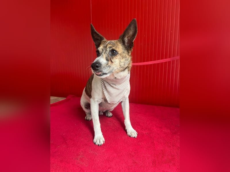 Trüffy, Foxterrier-Mix, Rüde, geb. am 26.09.2018, 30 cm, 9 kg
