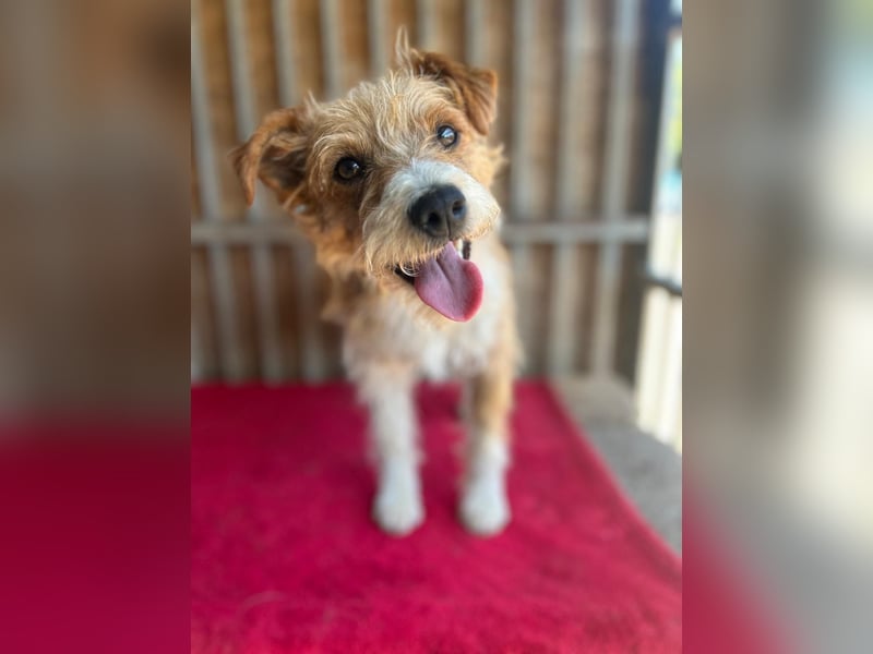 Figo, Foxterrier-Mix, Rüde, geb. am 01.01.2024, 40 cm