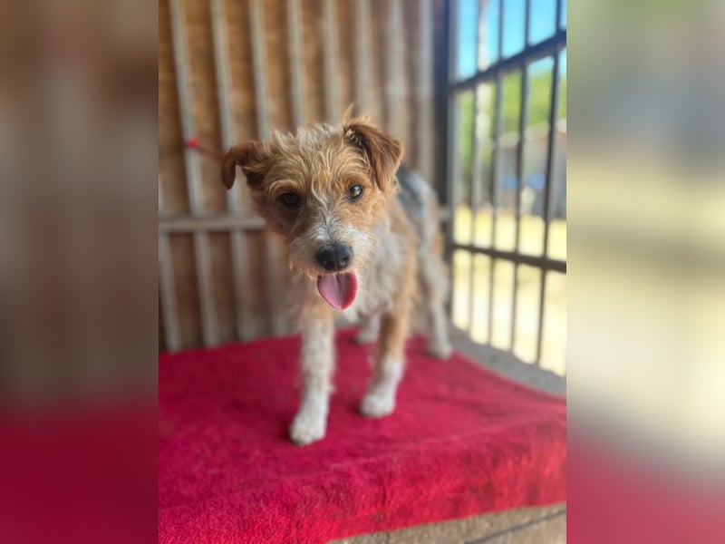 Figo, Foxterrier-Mix, Rüde, geb. am 01.01.2024, 40 cm