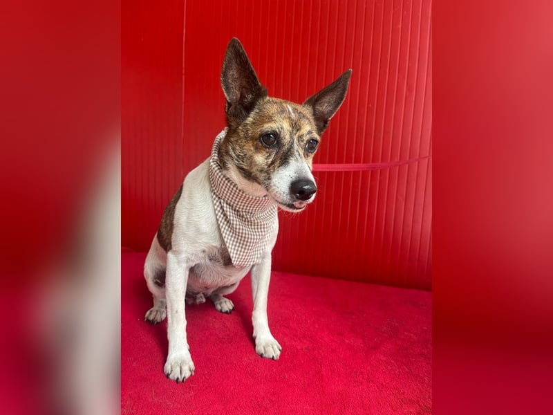 Trüffy, Foxterrier-Mix, Rüde, geb. am 26.09.2018, 30 cm, 9 kg