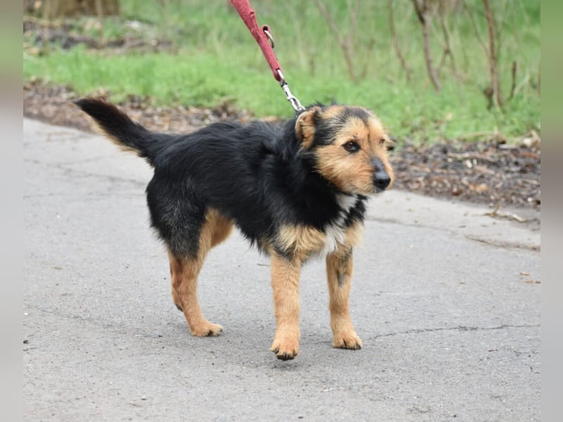 RESERVIERT- Lieber Foxterrier-Mischling „Henrik“, ca. 2016 geboren. Lieb, verträglich