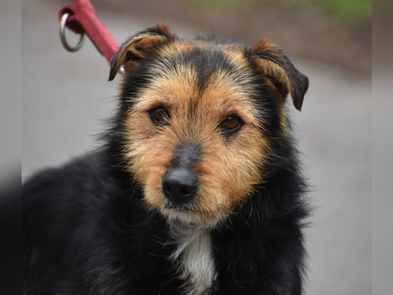 RESERVIERT- Lieber Foxterrier-Mischling „Henrik“, ca. 2016 geboren. Lieb, verträglich