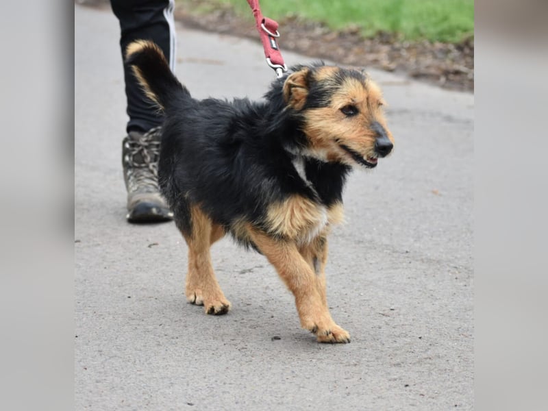 RESERVIERT- Lieber Foxterrier-Mischling „Henrik“, ca. 2016 geboren. Lieb, verträglich
