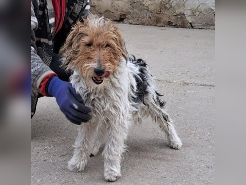 FOXTERRIER MOCSING SUCHT DRINGEND SEINE FAMILIE