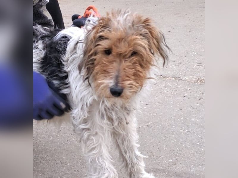 FOXTERRIER MOCSING SUCHT DRINGEND SEINE FAMILIE