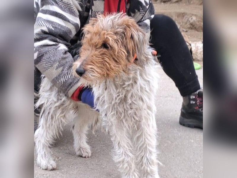 FOXTERRIER MOCSING SUCHT DRINGEND SEINE FAMILIE