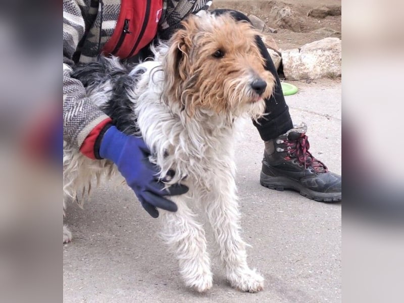 FOXTERRIER MOCSING SUCHT DRINGEND SEINE FAMILIE