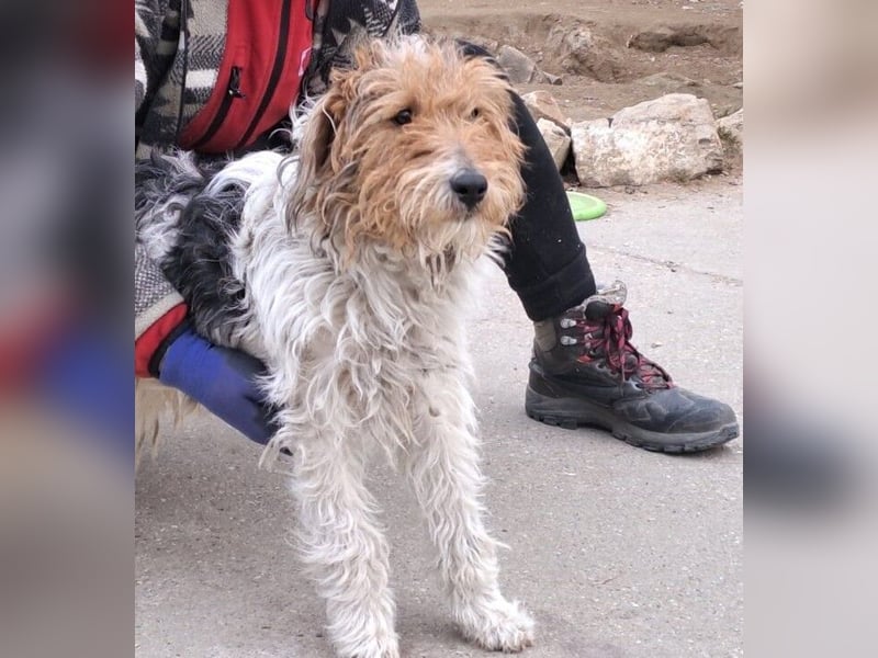 FOXTERRIER MOCSING SUCHT DRINGEND SEINE FAMILIE
