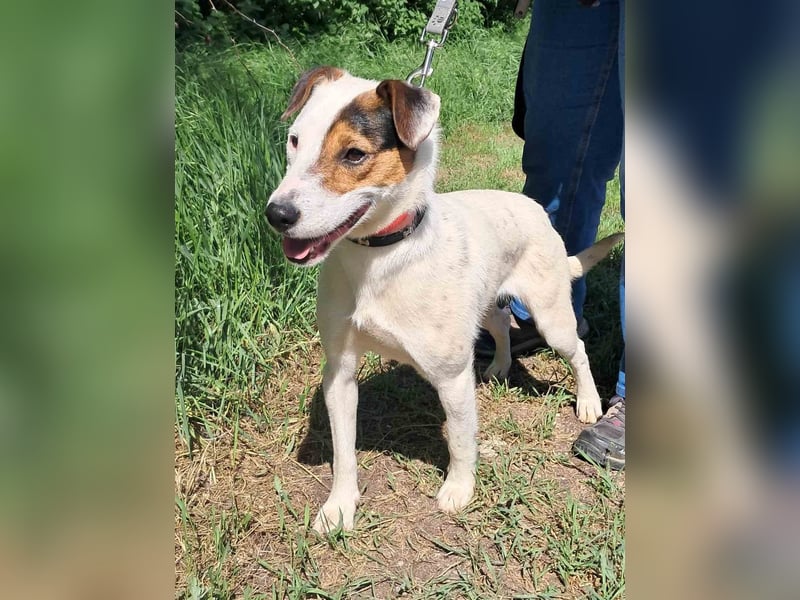 Frigyes, charmanter Foxterrier Dackelmix Rüde geb. 2024