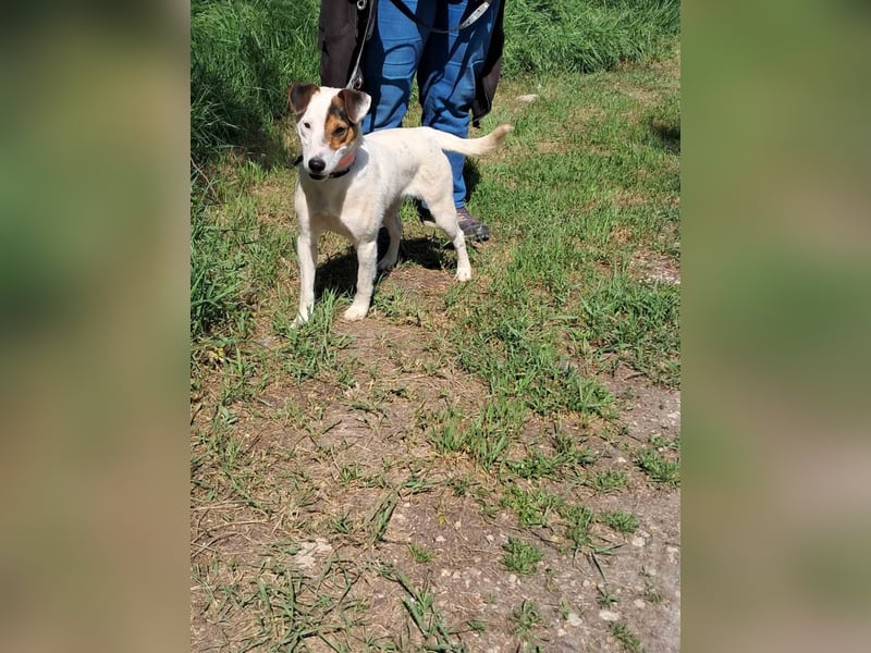 Frigyes, charmanter Foxterrier Dackelmix Rüde geb. 2024