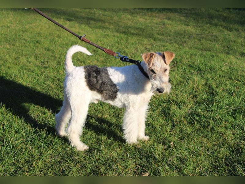 Foxterrier Welpe. Rüden