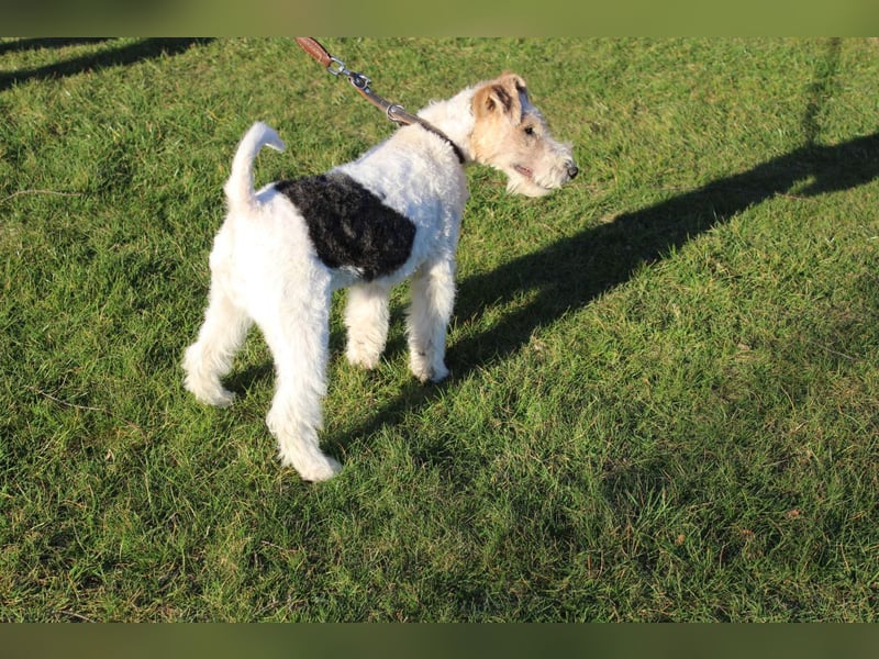 Foxterrier Welpe. Rüden