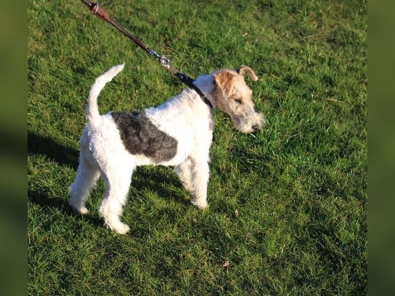 Foxterrier Welpe. Rüden