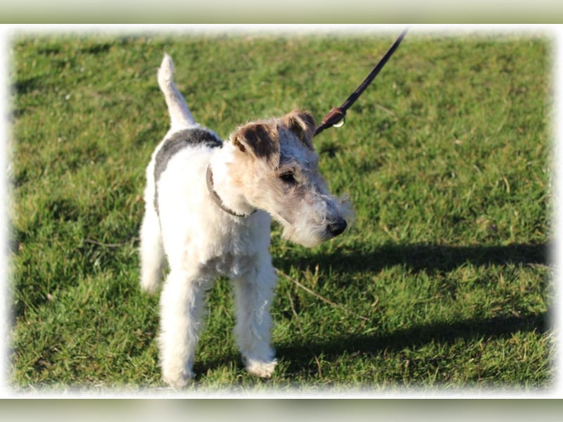 Foxterrier Welpe. Rüden