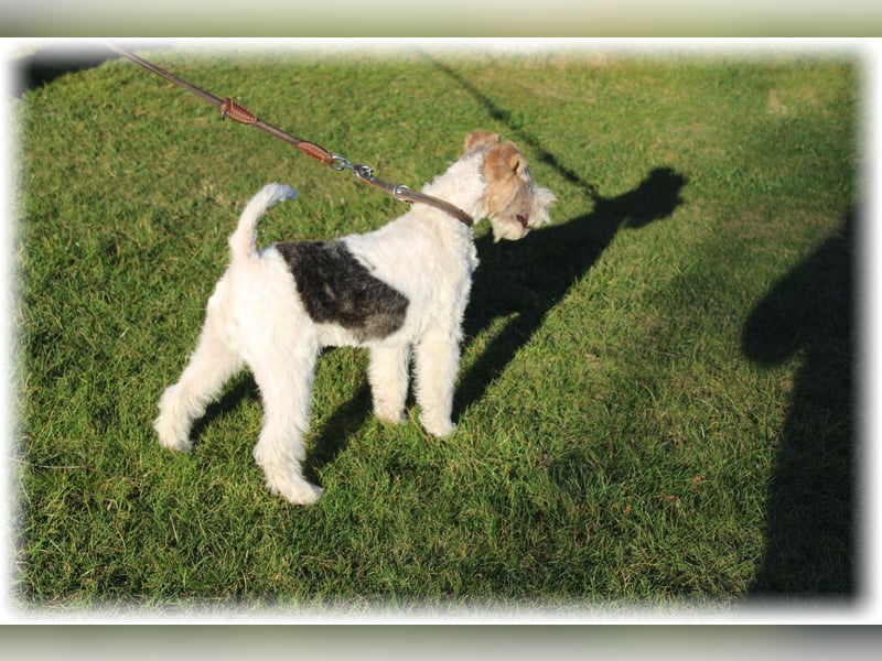 Foxterrier Welpe. Rüde.