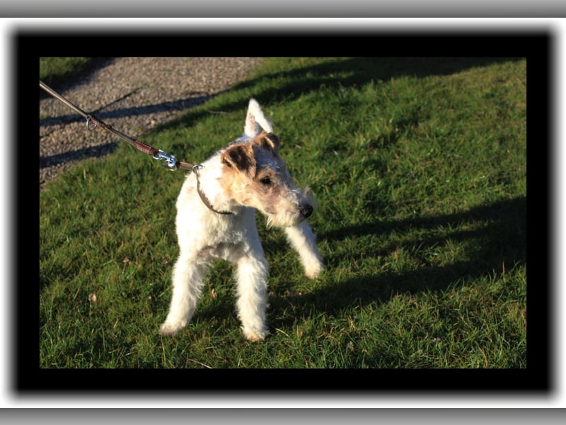Foxterrier Welpe. Rüden