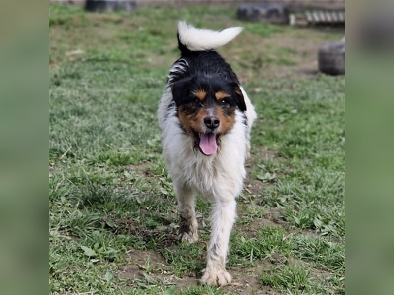 Roman ein verspielter Schatz