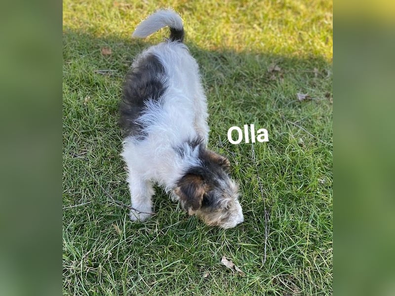 Drahthaar Foxterrier-Welpen mit Ahnentafel