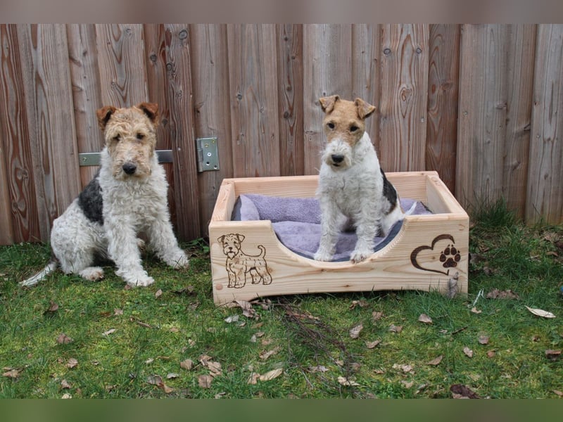 Drahthaar Foxterrier-Welpen mit Ahnentafel