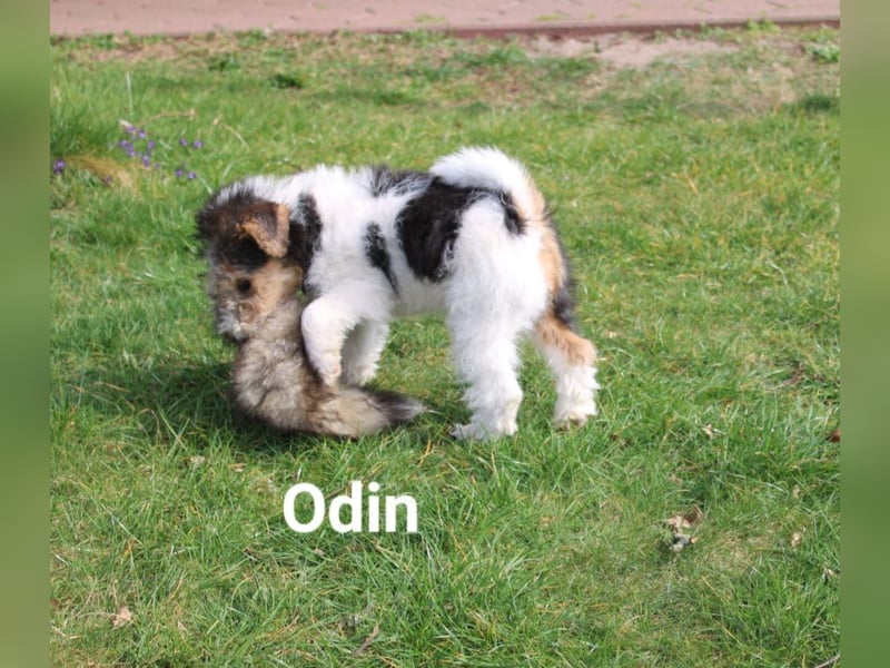 Drahthaar Foxterrier-Welpen mit Ahnentafel