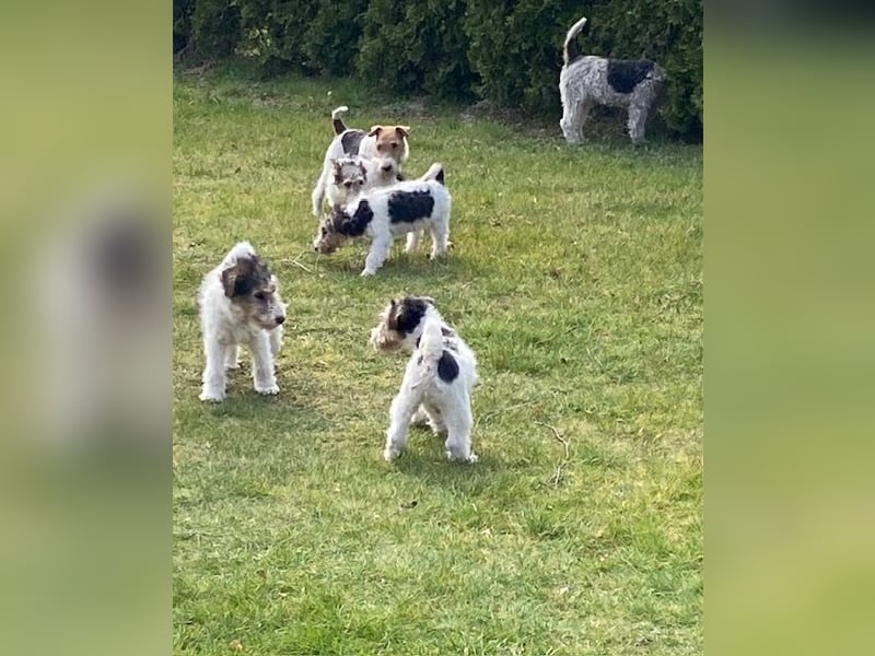 Drahthaar Foxterrier-Welpen mit Ahnentafel