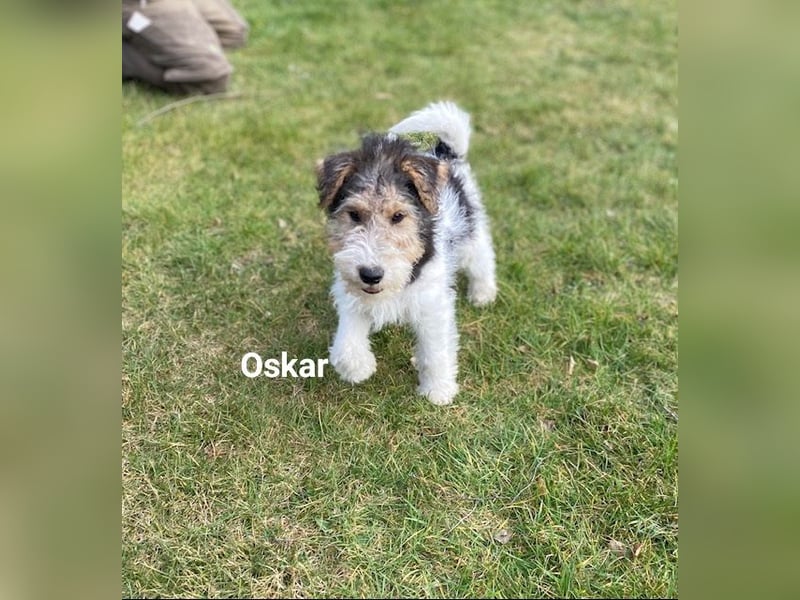 Drahthaar Foxterrier-Welpen mit Ahnentafel