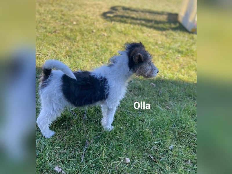 Drahthaar Foxterrier-Welpen mit Ahnentafel