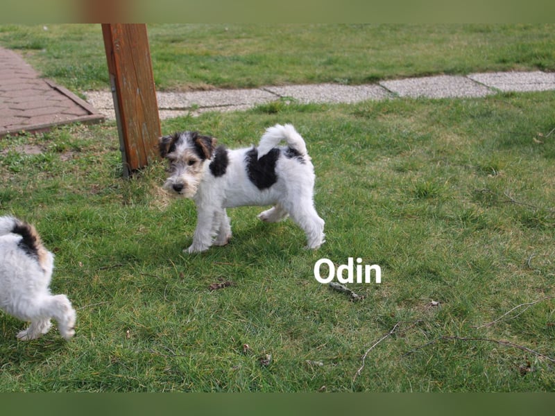 Drahthaar Foxterrier-Welpen mit Ahnentafel
