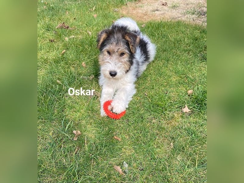 Drahthaar Foxterrier-Welpen mit Ahnentafel